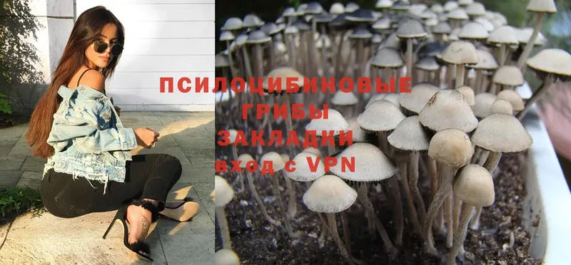 Галлюциногенные грибы Psilocybine cubensis  купить наркоту  Новозыбков 